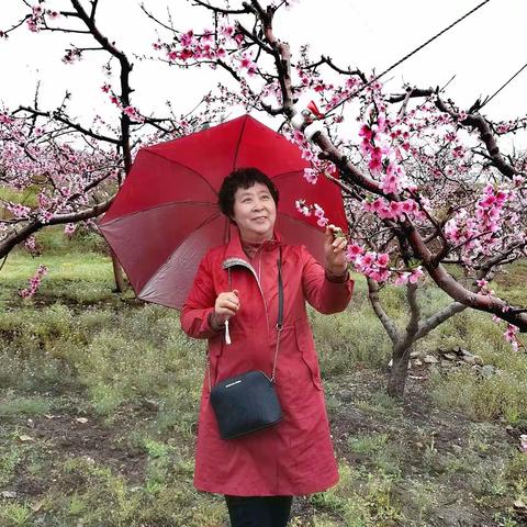 雨中赏桃花