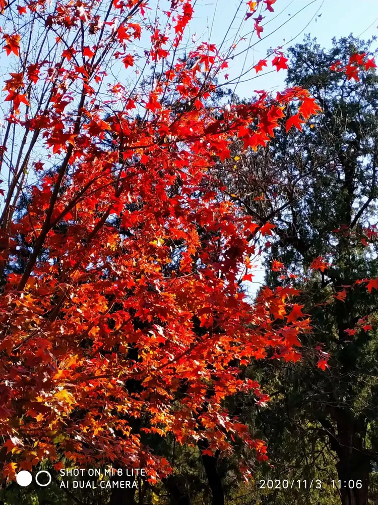 香山的红叶