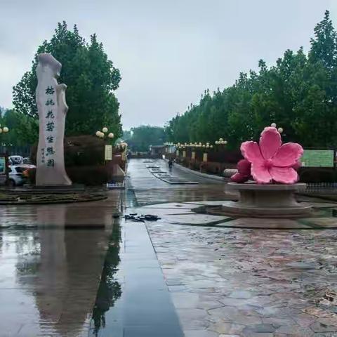 雨天枯桃游