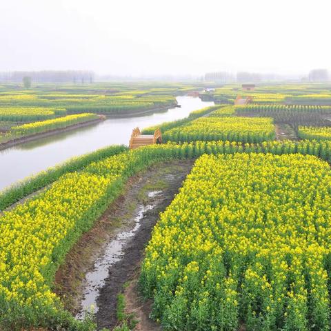 泰州兴化的油菜花