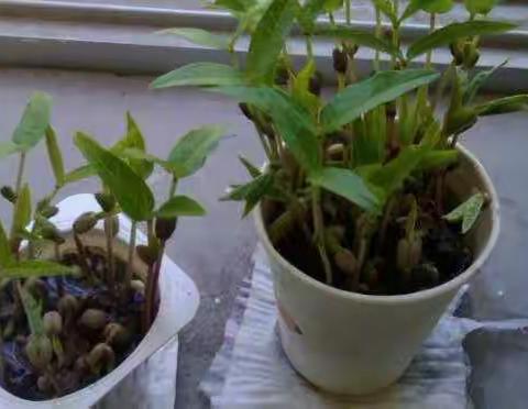 3月12日，植树节我来啦！