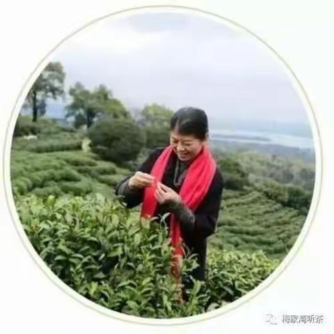 “龙井皇后”沈红老师来烟台了