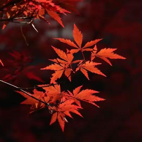 冬天里的秋景