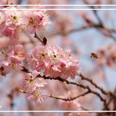 春暖花开 樱你而美丽