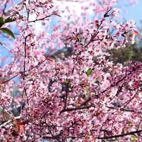 清华幼儿园全体教职员工澜沧景迈山：赏樱花，观云海，品古茶