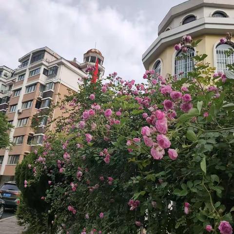 花    .    韵