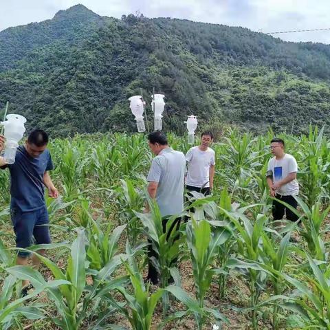 奋力监测防控“幺蛾子”  打赢“虫口夺粮”攻坚战