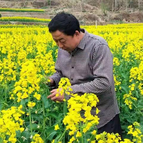 文县加强小麦病虫害防治确保夏粮丰收