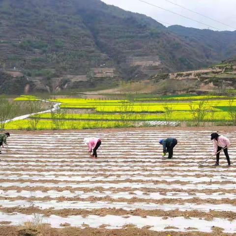 文县完成顶凌覆膜10.05万亩