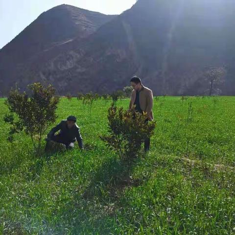 文县冬小麦、冬油菜生长情况和生产建议