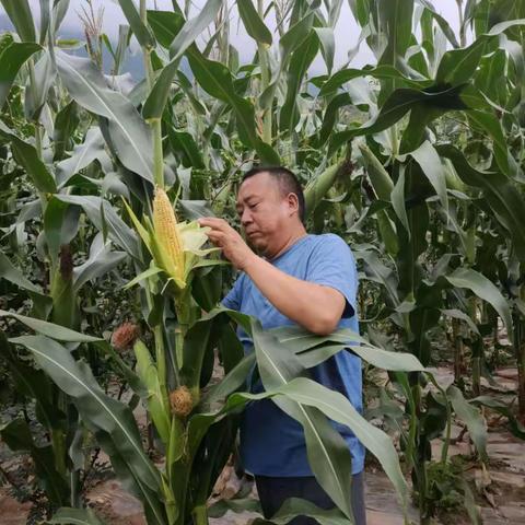 我县10.03万亩全膜玉米丰收在望