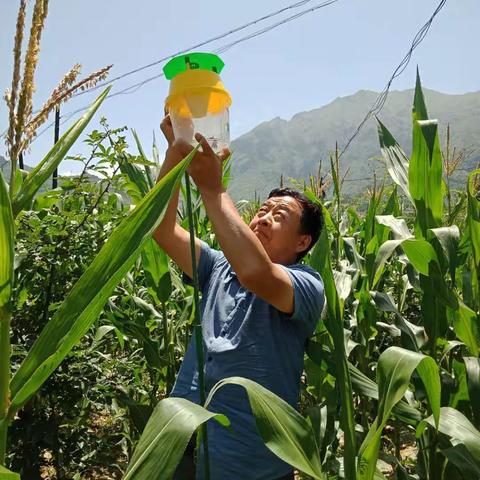 我县草地贪夜蛾“三区三带”布防效果显著