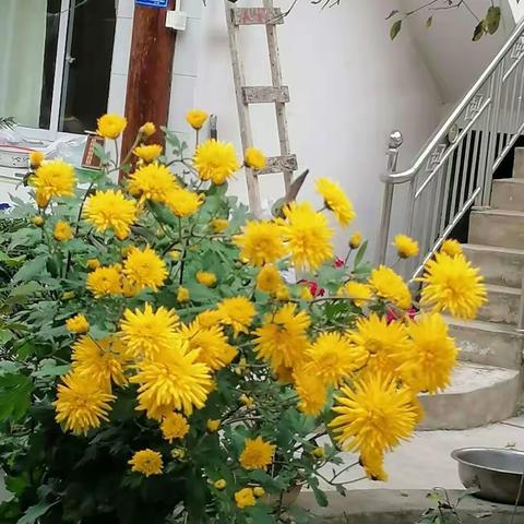 王世来重阳节五首