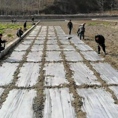 小麦、油菜生长情况及生产建议