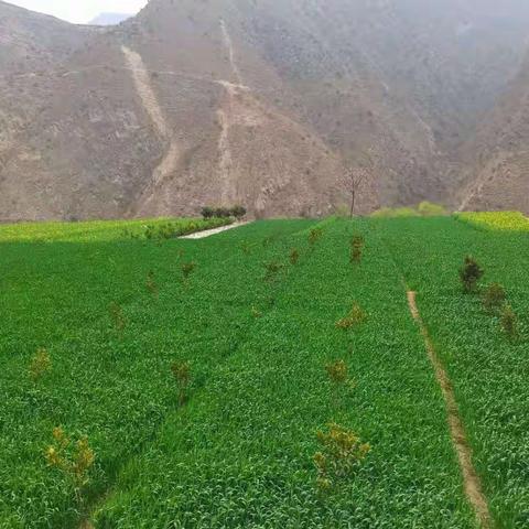 小麦、油菜田间生长情况及生产建议