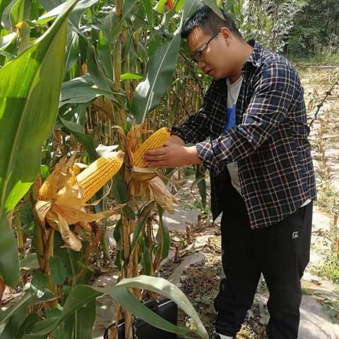 文县10万余亩全膜玉米喜获丰收