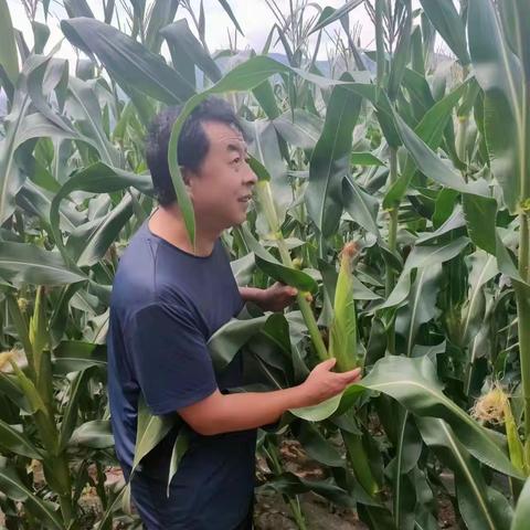 我县10万亩全膜玉米长势喜人