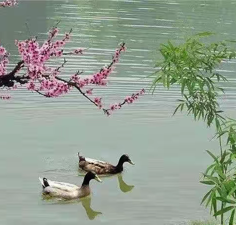 最是一年春光美   百花斗艳濑溪畔--胡市镇中心学校“阅读片段教学”微格课竞赛活动