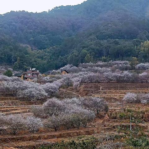 🌸赏梅花🌸