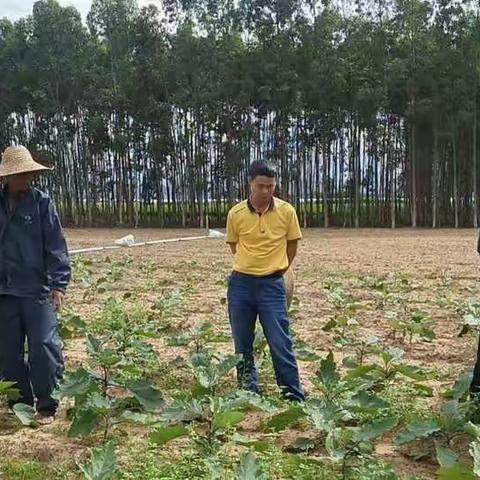 东方市农业服务中心严格落实国庆期间安全生产工作