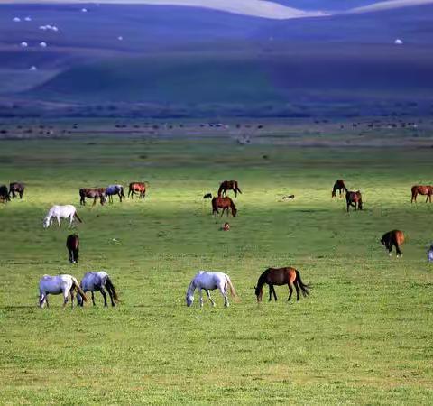 去昭苏草原，为的是一睹天马的风采