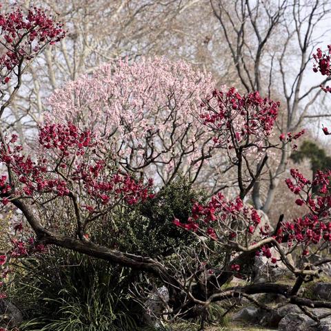 金陵梅花已报春，六朝樱花争绽放