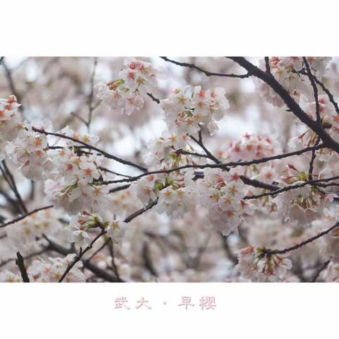 “停课不停教  离校不离学”辽源第二实验中学在行动