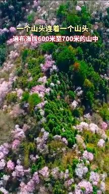 （三八节AA拼车活动）浦江小川藏赏野樱花徒步