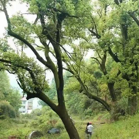 浦江18歪古道，樟坞岭古道，赏紫荆油菜花约伴活动