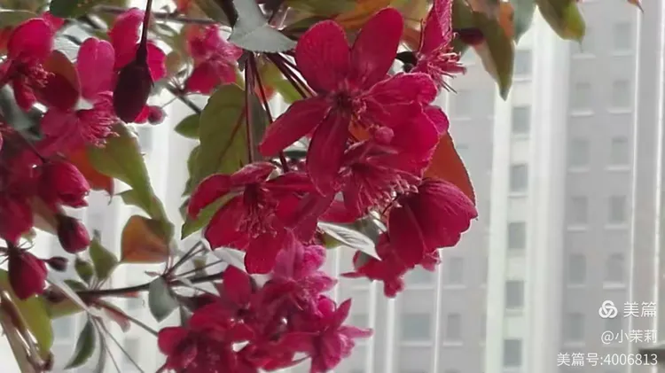 红叶碧桃的诗句和诗句