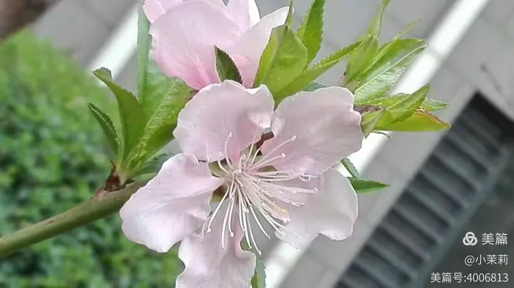 红叶碧桃价格表明细