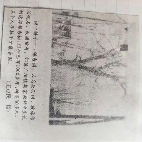 对话千年银杏树