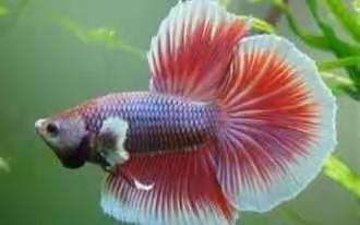 水粉创作《半月斗鱼》                    