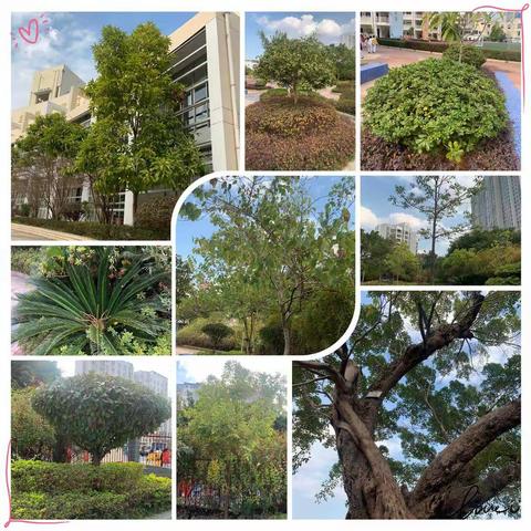 我们的植物园（树木篇）