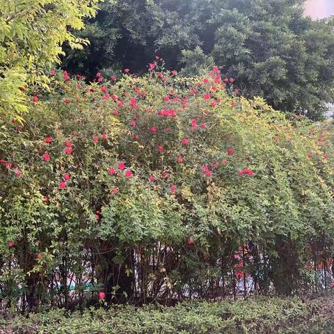 我们的植物园 （花儿篇）