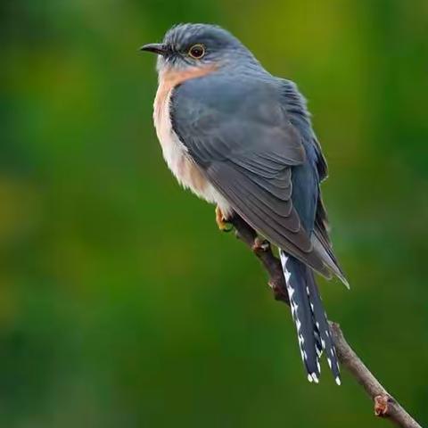 大班音乐：布谷鸟