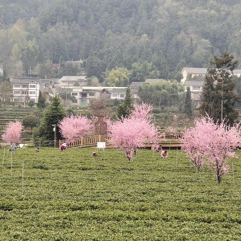 凤冈永安：又见春茶绿 十里闻茶香