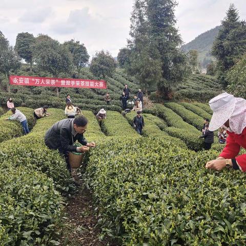 永安镇举行“万人采茶”暨双手采茶技能大赛活动