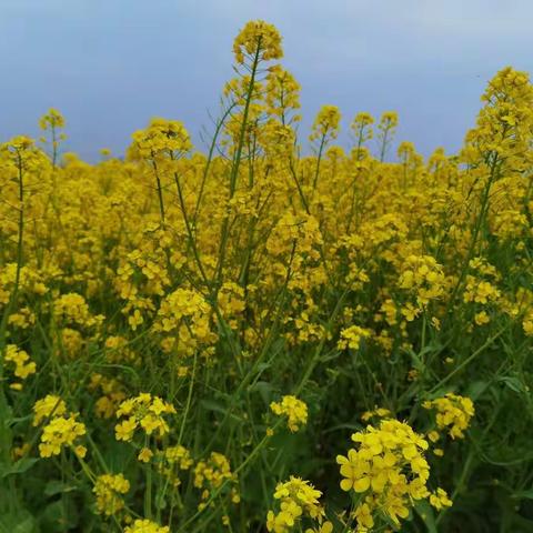 肿瘤护理学组2021年第一季度培训会