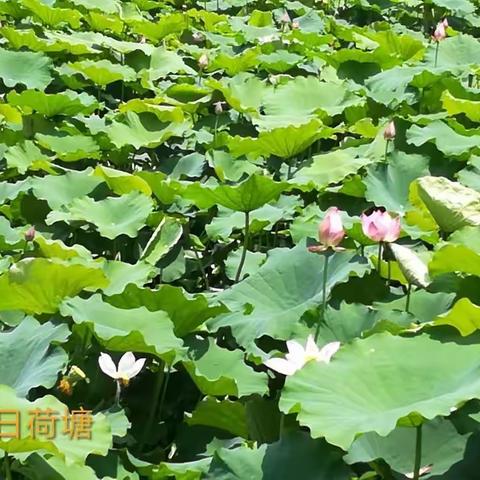 2017初夏畅游东湖绿道,远离喧嚣放松心情。