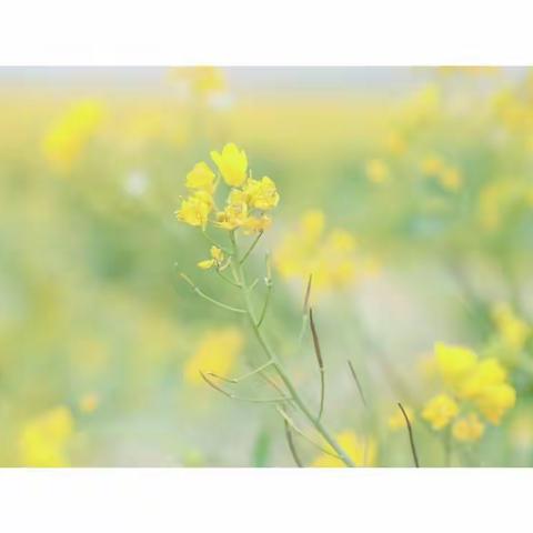 你们的朋友圈文案，我全包了