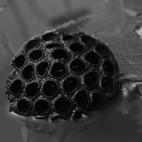 《残荷的凄美韵味》