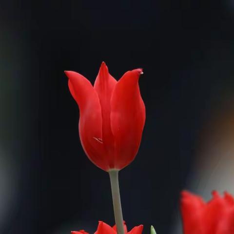 灵动清晨，风随鸟语绕花廊，裙伴朝霞舞广场。坡树山藤湖岸草，青葱依旧秀春光。