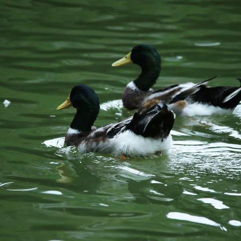 一次春游的美餐美景