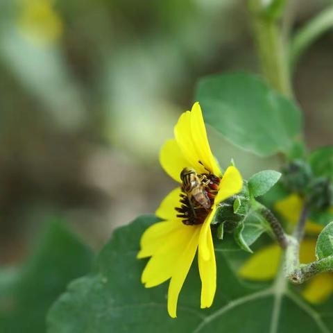 酿蜜小科普，蜜蜂是如何将花蜜转变成蜂蜜的