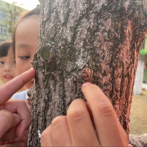 倾听幼儿的世界——《大树的皮肤》