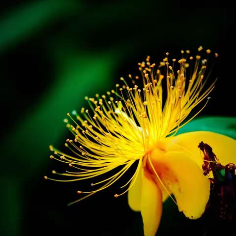 全国优秀摄影师摄影作品荟萃第37期