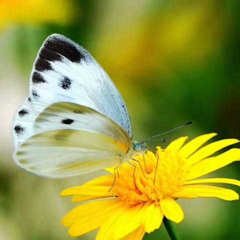 中摄影视重庆分社 摄影作品周刊第19期