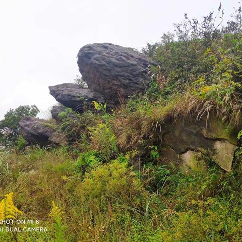 杜鹃烟雨