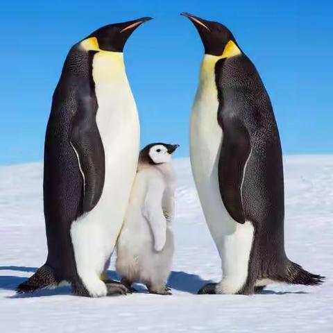 中海地产2018年亲子拓展活动